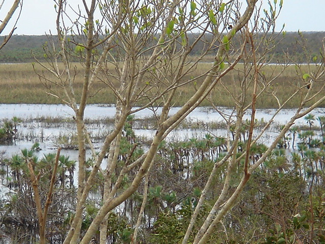 dsc00619.jpg